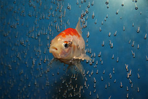 A Comet Goldfish