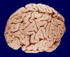 Human brain