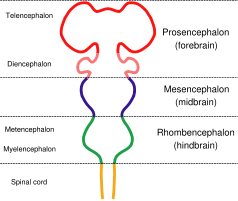 Diagram depicting the main subdivisions of the embryonic vertebrate brain. These regions will later differentiate into forebrain, midbrain and hindbrain structures.