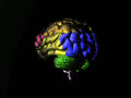 Human brain with color coded lobes