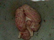 Goat brain prior to being cooked