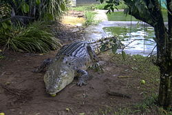 Large Saltwater Crocodile in captivity in Australia