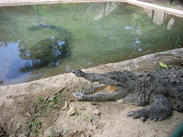 Image:IMG 0428-Mexico.JPG