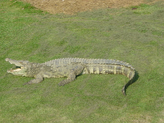 Image:Siamese Crocodile.jpg