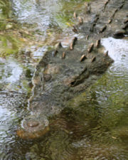 American Crocodile at La Manzanilla, Jalisco, Mexico
