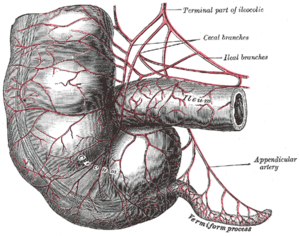 The human vermiform appendix is a vestigial structure; it no longer retains its original function.