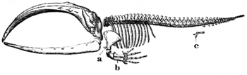 Letter c in the picture indicates the undeveloped hind legs of a baleen whale.