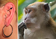 The muscles connected to the ears of a human do not develop enough to have the same mobility allowed to monkeys.