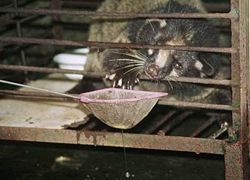 A civet, or sea fox, photographed in the Zigong People's Zoo, Sichuan, 2001, by the Asian Animal Protection Network. The AAPN writes that the animal was kept hungry so that visitors could feed him live eels from a ladle. 