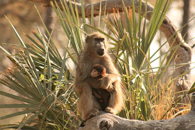 Image:Baboon and baby Okavango delta.jpg
