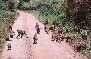 A baboon troop.