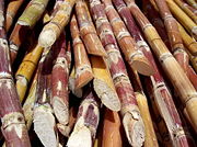 Harvested sugarcane from India ready for processing.