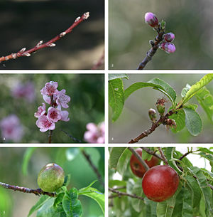 The development sequence of a typical drupe, the nectarine (Prunus persica) over a 7½ month period, from bud formation in early winter to fruit ripening in midsummer (see image page for further information)