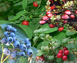 Epigynous berries are simple fleshy fruit. From top right: cranberries, lingonberries, blueberries red huckleberries