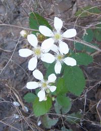 Dewberry flowers. Note the multiple pistils, each of which will produce a drupelet. Each flower will become a blackberry-like aggregate fruit