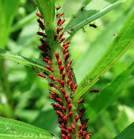 Image:Aphids1533.JPG