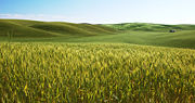 A field of ripening barley