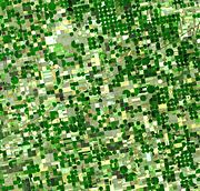 Satellite image of circular crop fields characteristic of center pivot irrigation in Haskell County, Kansas in late June 2001. Healthy, growing crops are green. Corn is growing leafy stalks, but Sorghum, which resembles corn, grows more slowly and is much smaller and therefore paler. Wheat is a brilliant gold as harvest occurs in June. Brown fields have been recently harvested and plowed under or lie fallow for the year.