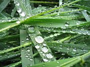 Closeup of droplets of water on blades of grass