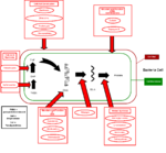 Points of attack on bacteria by antibiotics