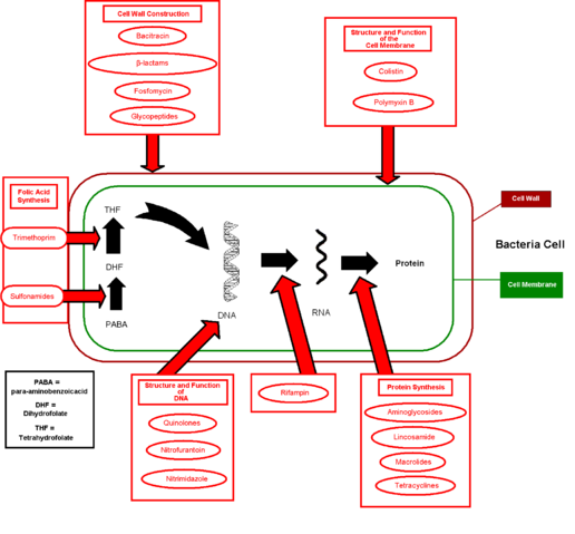 Image:Antibiotics action.png