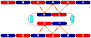 EDS Maglev Propulsion via propulsion coils