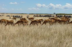 Herds of zebra and impala gathering on the Masai Mara plain