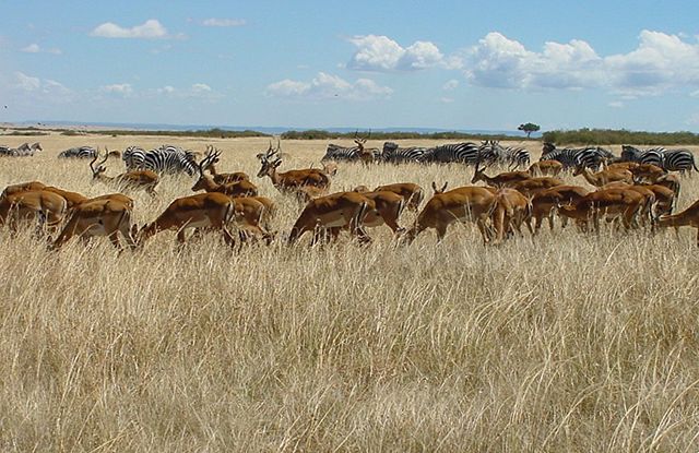 Image:Herds Maasi Mara (cropped and straightened).jpg