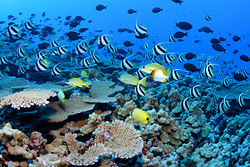 Marine life around a coral reef.