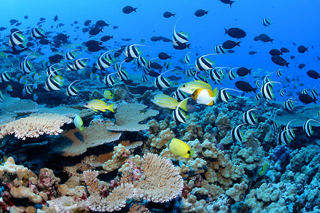 Image:Nwhi - French Frigate Shoals reef - many fish.jpg