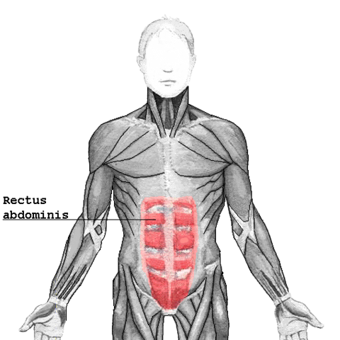 Image:Rectus abdominis.png