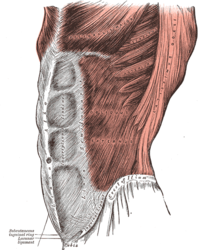 Henry Gray (1825–1861).  Anatomy of the Human Body.