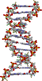 DNA structure. Bases are in the center, surrounded by phosphate–sugar chains in a double helix.