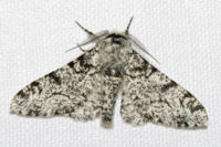 White peppered moth