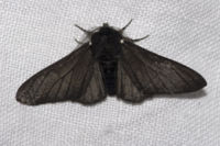 Black morph in peppered moth evolution