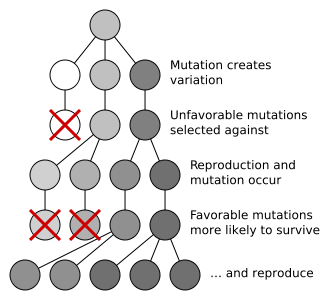 Image:Mutation and selection diagram.svg