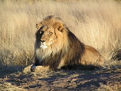 Male lions leave the pride where they are born and take over a new pride to mate. This results in gene flow between prides.
