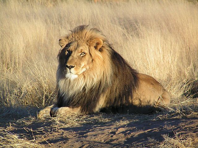 Image:Lion waiting in Nambia.jpg