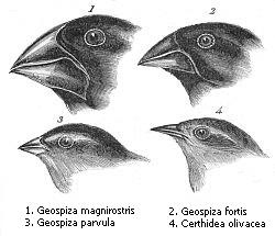 Geographical isolation of finches on the Galápagos Islands produced over a dozen new species.