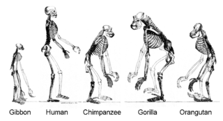 The hominoids are descendants of a common ancestor.