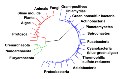 Evolutionary tree showing the divergence of modern species from their common ancestor in the center. The three domains are colored, with bacteria blue, archaea green, and eukaryotes red.