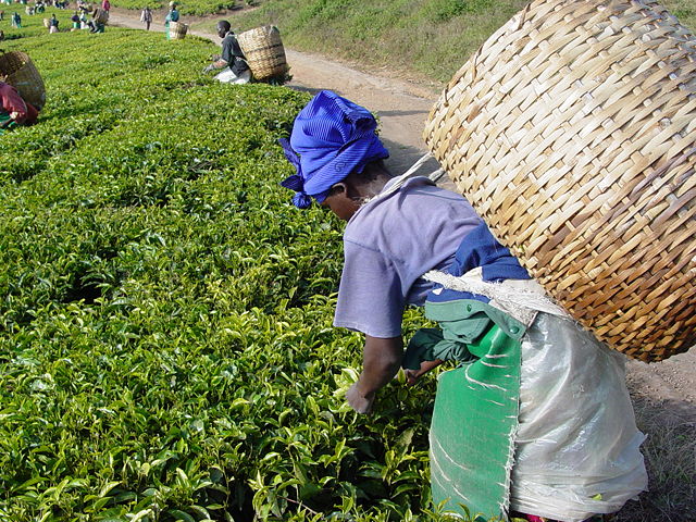 Image:Tea plantation picking.JPG