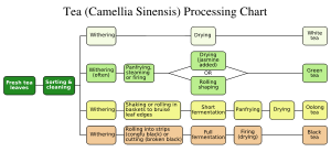 Tea leaf processing methods (Simplified)