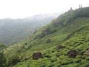 Tea Garden on way to Rock Garden, Darjeeling
