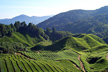 Tea plantation in the Cameron Highlands, Malaysia.
