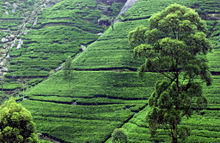 Tea Garden in Sri Lanka