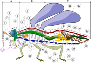 Insect anatomy  A- Head   B- Thorax   C- Abdomen      1. antenna    2. ocelli (lower)    3. ocelli (upper)    4. compound eye    5. brain (cerebral ganglia)    6. prothorax    7. dorsal blood vessel    8. tracheal tubes (trunk with spiracle)    9. mesothorax   10. metathorax   11. forewing   12. hindwing   13. mid-gut (stomach)   14. dorsal blood vessel ("aorta")   15. ovary   16. hind-gut (intestine, rectum & anus)   17. anus   18. oviduct   19. nerve chord (abdominal ganglia)   20. Malpighian tubes   21. tarsal pads   22. claws   23. tarsus   24. tibia   25. femur   26. trochanter   27. fore-gut (crop, gizzard)   28. thoracic ganglion   29. coxa   30. salivary gland   31. subesophageal ganglion   32. mouthparts 