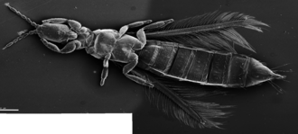 Scanning electron micrograph of a thrips, showing fine structure, the compound eyes, wing construction, and setae