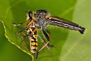 A robberfly with its prey, a hoverfly