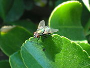 Bottle flies are considered "pests"